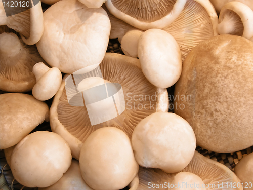 Image of mushroom