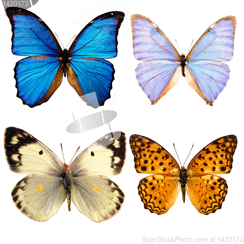 Image of butterfly isolated    