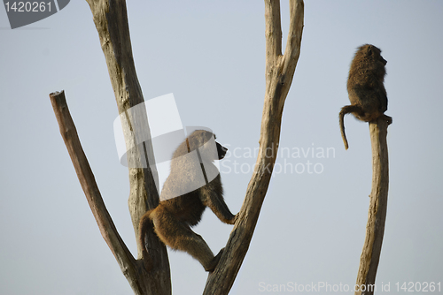 Image of Baboons