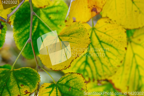 Image of Fall leaves