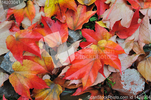 Image of Fall leaves