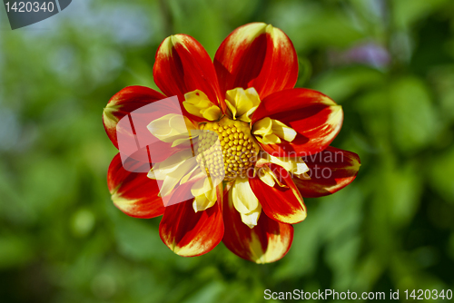 Image of Dahlia