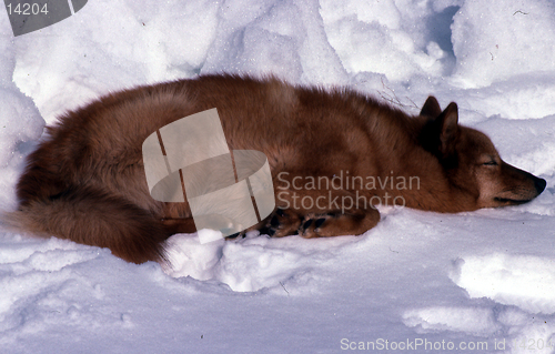 Image of finnish spitz