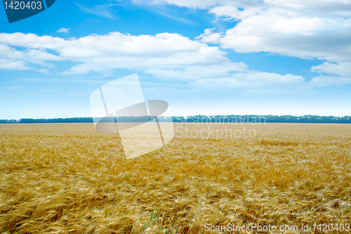 Image of grain field