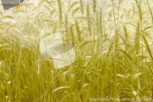 Image of wheat