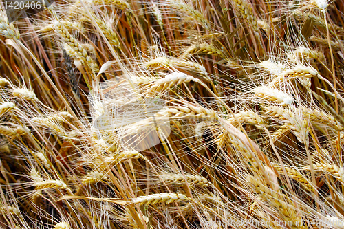 Image of wheat