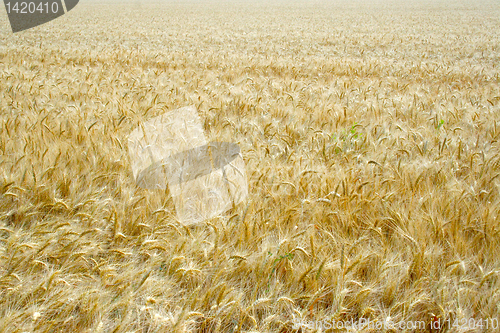 Image of wheat