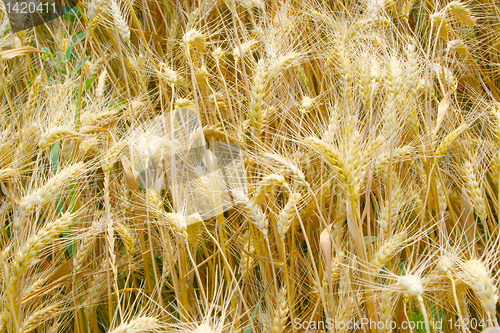 Image of wheat