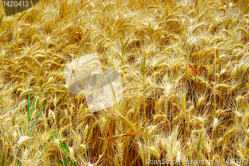 Image of wheat