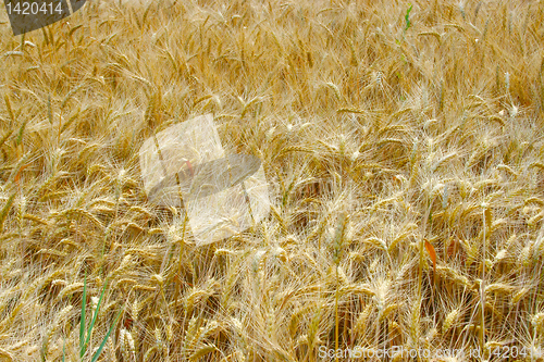 Image of wheat