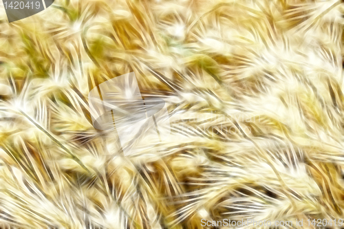 Image of wheat