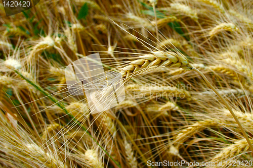 Image of wheat