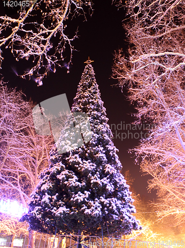 Image of christmas tree