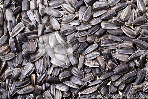 Image of sunflower seeds
