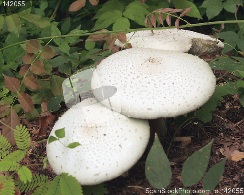 Image of White mushrooms