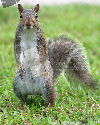 Image of Standing Squirrel