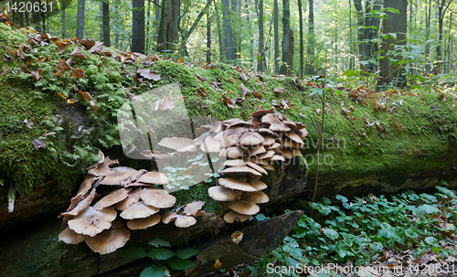 Image of Broken tree moss wrapped with large bunch of Pholiota fungi