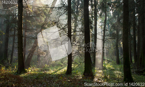 Image of Misty autumnal coniferous stand in morning