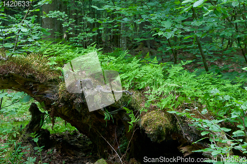 Image of Broken tree stump moss covered and ferns layer above