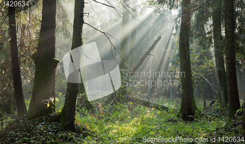 Image of Autumnal deciduous stand with mist and sunbeams