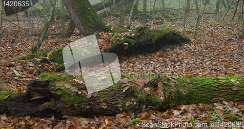 Image of Dead broken trees moss wrapped in autumn