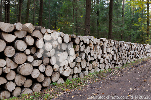 Image of Poplar tree logs stacked lying one by one