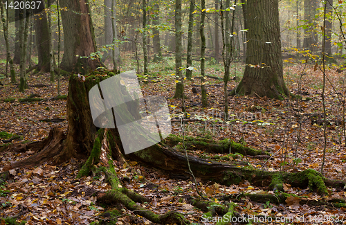 Image of Partly declined stump in mist