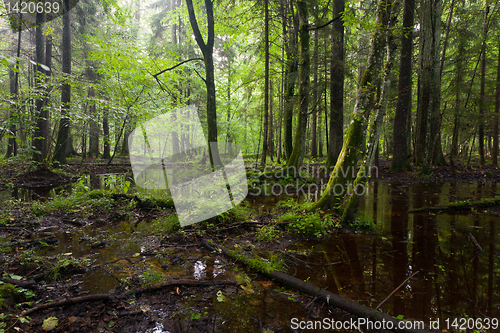Image of Summertimesunrise in wet deciduous stand of Bialowieza Forest