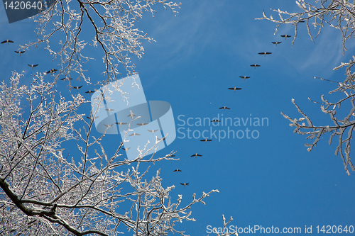 Image of Snow wrapped alder branch and flock of geese flying over