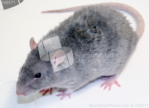 Image of Rat