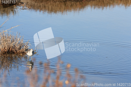 Image of Sandpiper standing