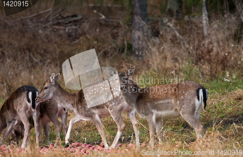 Image of fallow deers