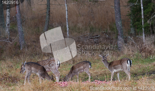 Image of Fallow deers