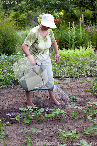 Image of Senior woman working in garden