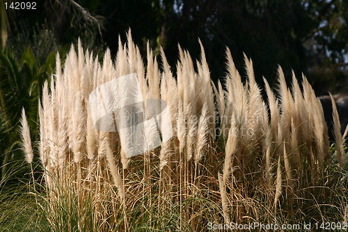 Image of gras