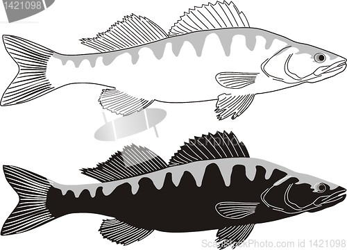 Image of Fish - Zander 