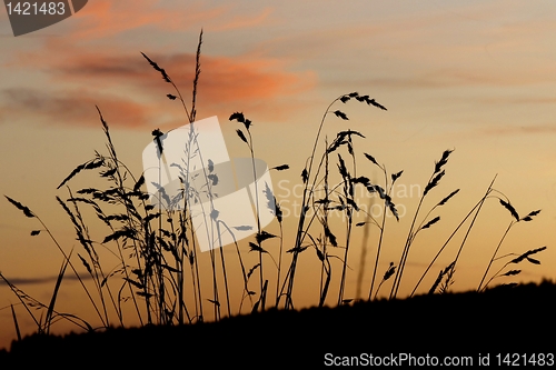 Image of Grasses