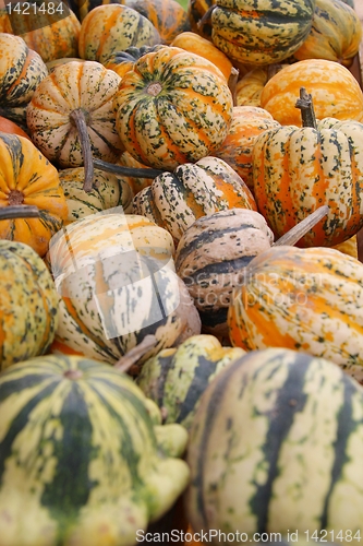 Image of Harvest