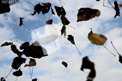 Image of Autumn foliage_IMG_0994.JPG