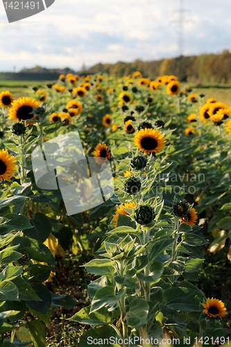 Image of Sunflowers and 