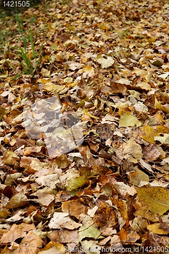 Image of Autumn_IMG_0923.JPG