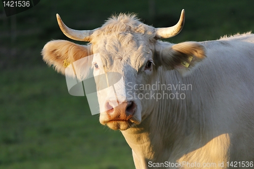 Image of Cow