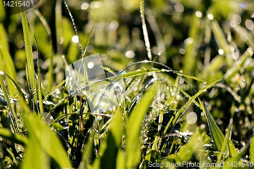 Image of Mornung dew