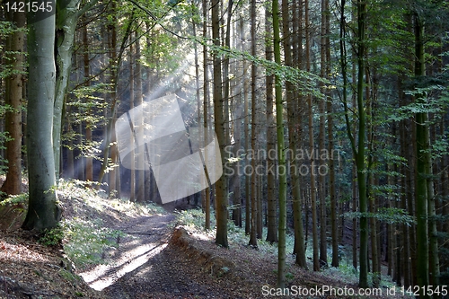 Image of Sunshine in a wood