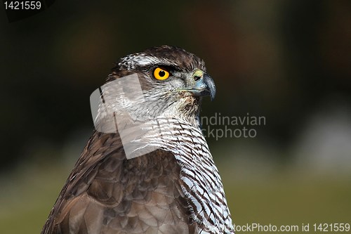 Image of Hawk