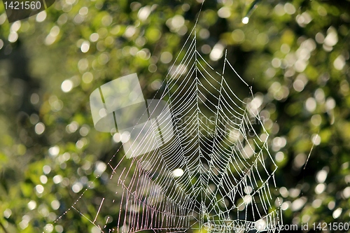 Image of Cobweb