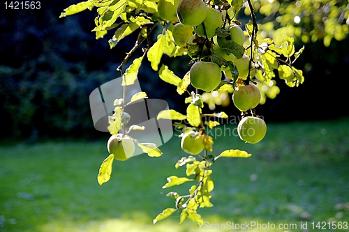 Image of Apple in autumn sun