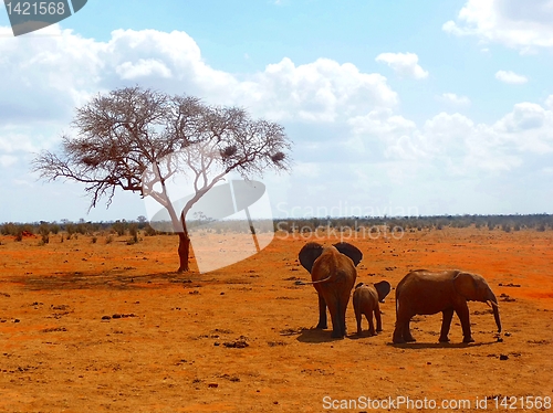 Image of Dispute in Elephant Family