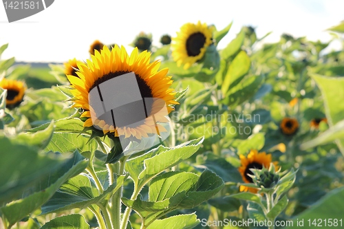 Image of Sunflower
