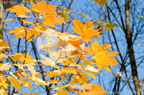 Image of maple Leaves